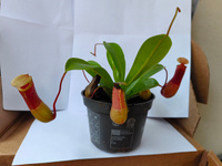 Непентес Луркей (Nepenthes Lourkei) D9см #54, Оксана К.