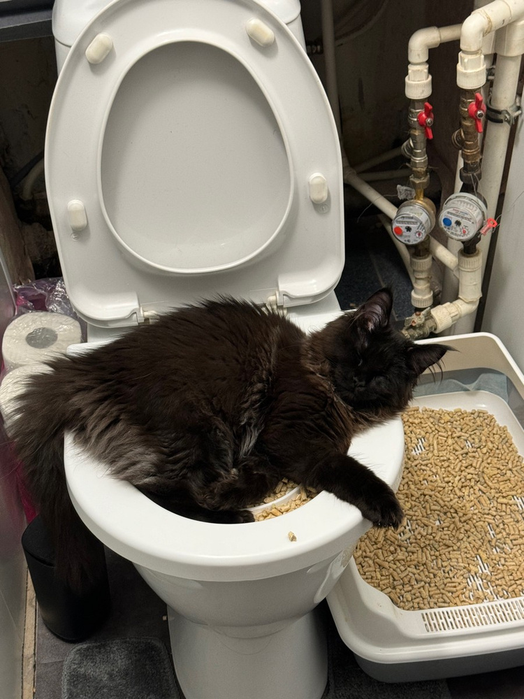 Система приучения кошек к унитазу, лоток на унитаз для котов - купить с ...