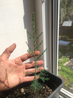 Семена Кипарис вечнозелёный пирамидальный (Cupressus sempervirens Pyramidalis), 30 штук #37, Артем С.