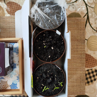 Набор для выращивания растений острый перец семена Тринидад Скорпион шоколадный, Призрак, Хабанеро #8, Елена А.