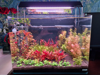 Dennerle Nano Tank Plant Pro 70  (  ,   )   OZON    (838577617)