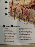 Информационный медицинский плакат "Строение кожи" / А-2 (42x60 см.) #17, Лилия Б.