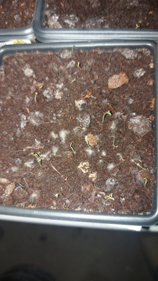 Декоративные разные, Многолетники для альпийской горки Дом Семян ...