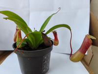 Непентес Луркей (Nepenthes Lourkei) D9см #51, Оксана К.