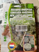 Алиссум (лобулярия) New Carpet of Snow, семена 500 шт, 1 пакет, ЧК #34, Ирина М.