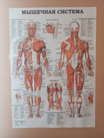 Информационный медицинский плакат "Мышцы человека" / А-1 (60x84 см.) #29, Алла З.