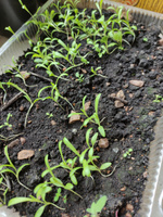 Декоративные разные, Многолетники для альпийской горки Дом Семян ...