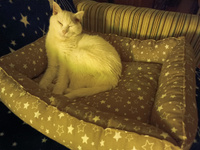 Лежанка для собак и кошек SunBed прямоугольная "Звездопад", коричневая, 55х45 / Лежак M для животных мелких и средних пород #7, Белка Б.