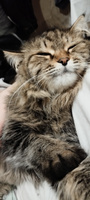 Корм сухой для кошек с чувствительным пищеварением 400 г, гипоаллергенный ZILLII (Зиллии) Sensitive Digestion Cat, Белая Рыба #4, Бузмакова Светлана