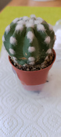 Кактус Эхинопсис Денудатум, одиночный (Echinopsis Denudatum) D5см #95, Ирина