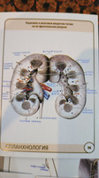 Анатомия человека. Спланхнология. Учебное пособие (набор из 49 карточек) | Сапин Михаил Романович, Николенко Владимир Николаевич #8, Кал Калыч