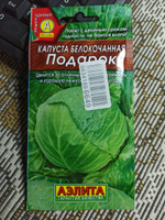 Капуста белокочанная Подарок среднепоздняя #53, Владимир М.