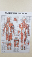 Информационный медицинский плакат "Мышцы человека" / ламинированный / А-1 (60x84 см.) #35, Павел А.