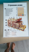 Информационный медицинский плакат "Строение кожи" / А-2 (42x60 см.) #18, Лилия Б.