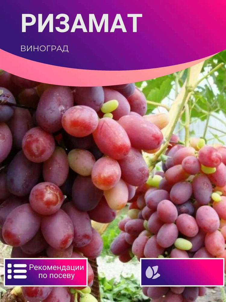 Виноград XSeedS ризамат - купить по выгодным ценам в интернет-магазине OZON  (1154293485)