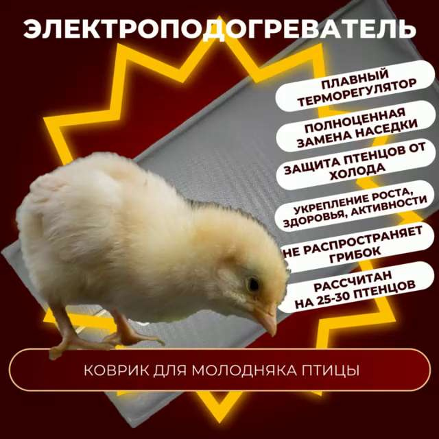 Технология выращивания молодняка домашней птицы: советы и рекомендации