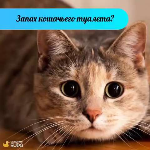 Кошка нассала в кровать